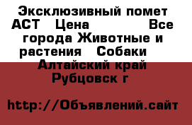 Эксклюзивный помет АСТ › Цена ­ 30 000 - Все города Животные и растения » Собаки   . Алтайский край,Рубцовск г.